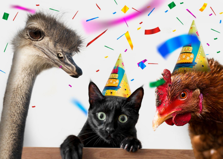 Fete d’anniversaire sur le theme des chats : une celebration inoubliable